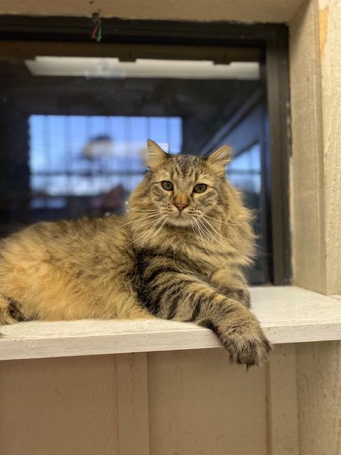 Enlarge Sully, an adopted Norwegian Forest Cat in Memphis, TN image 4/5