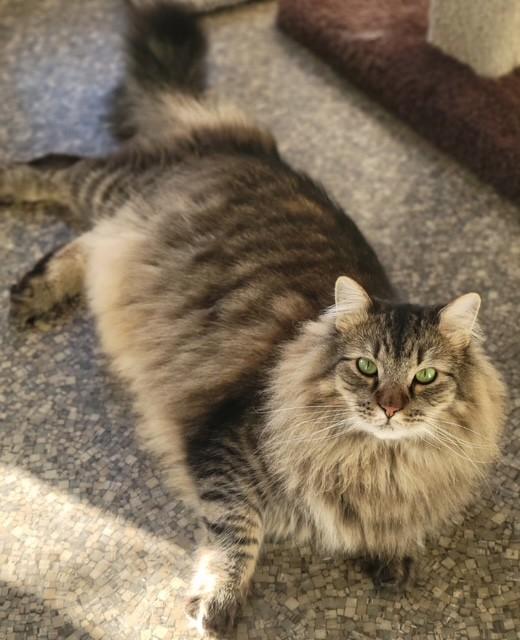 Enlarge Sully, an adopted Norwegian Forest Cat in Memphis, TN image 1/5