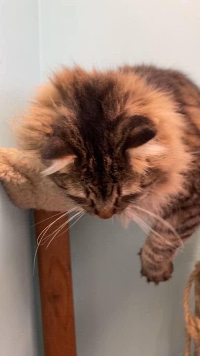 Enlarge Sully, an adopted Norwegian Forest Cat in Memphis, TN video 5/5