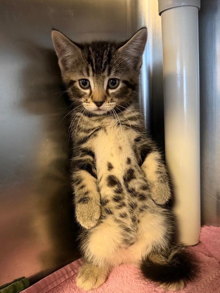 Linquini, Adoptable, Kitten Female Domestic Short Hair.