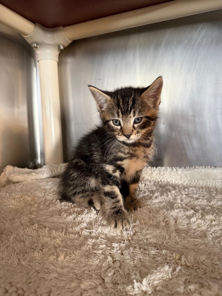 Enlarge Linquini, a Adoptable mixed breed in Port Jervis, NY image 2/2
