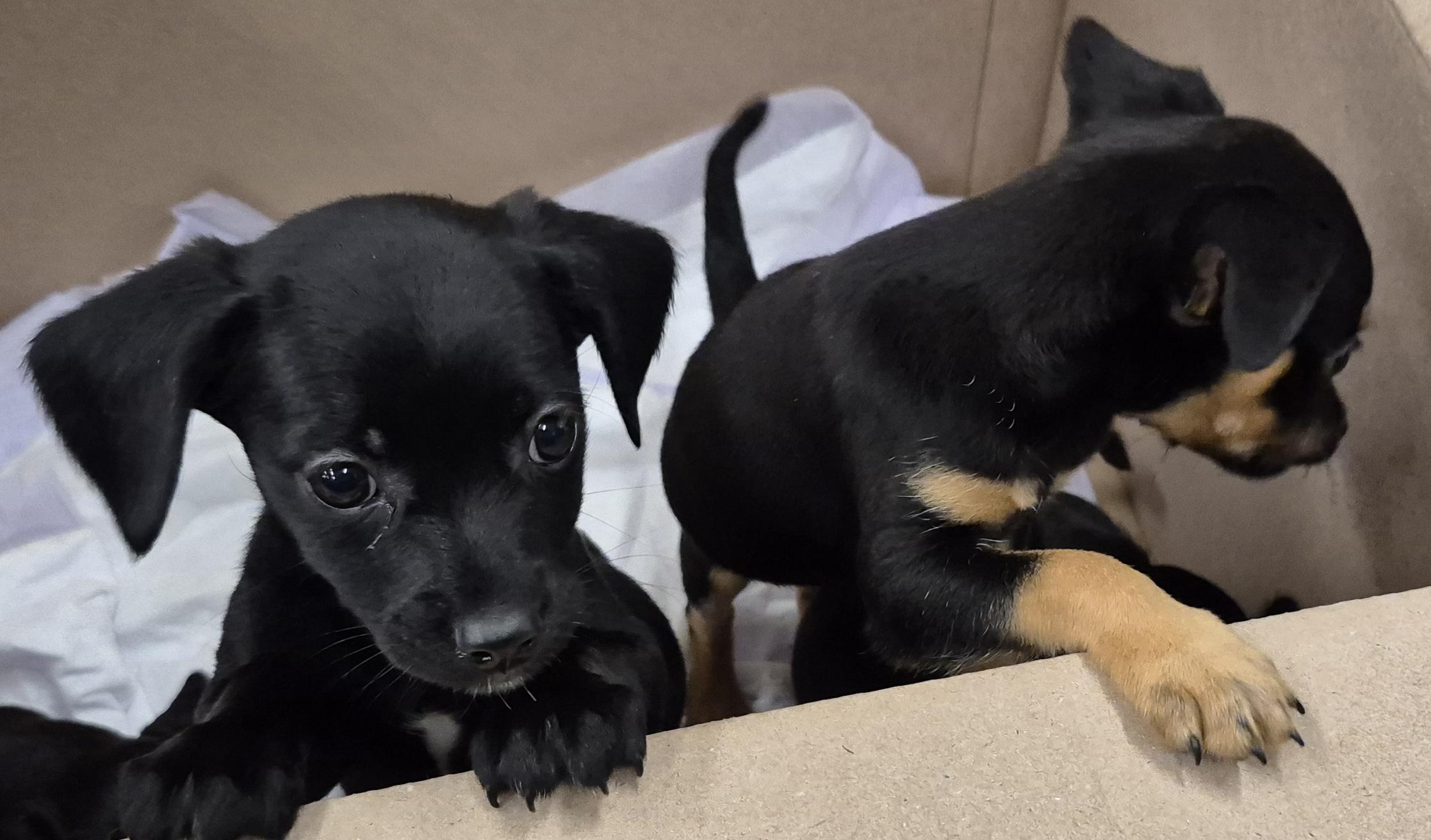 Enlarge FAJITA now NALA, a Adopted mixed breed in Sardinia, OH image 2/6