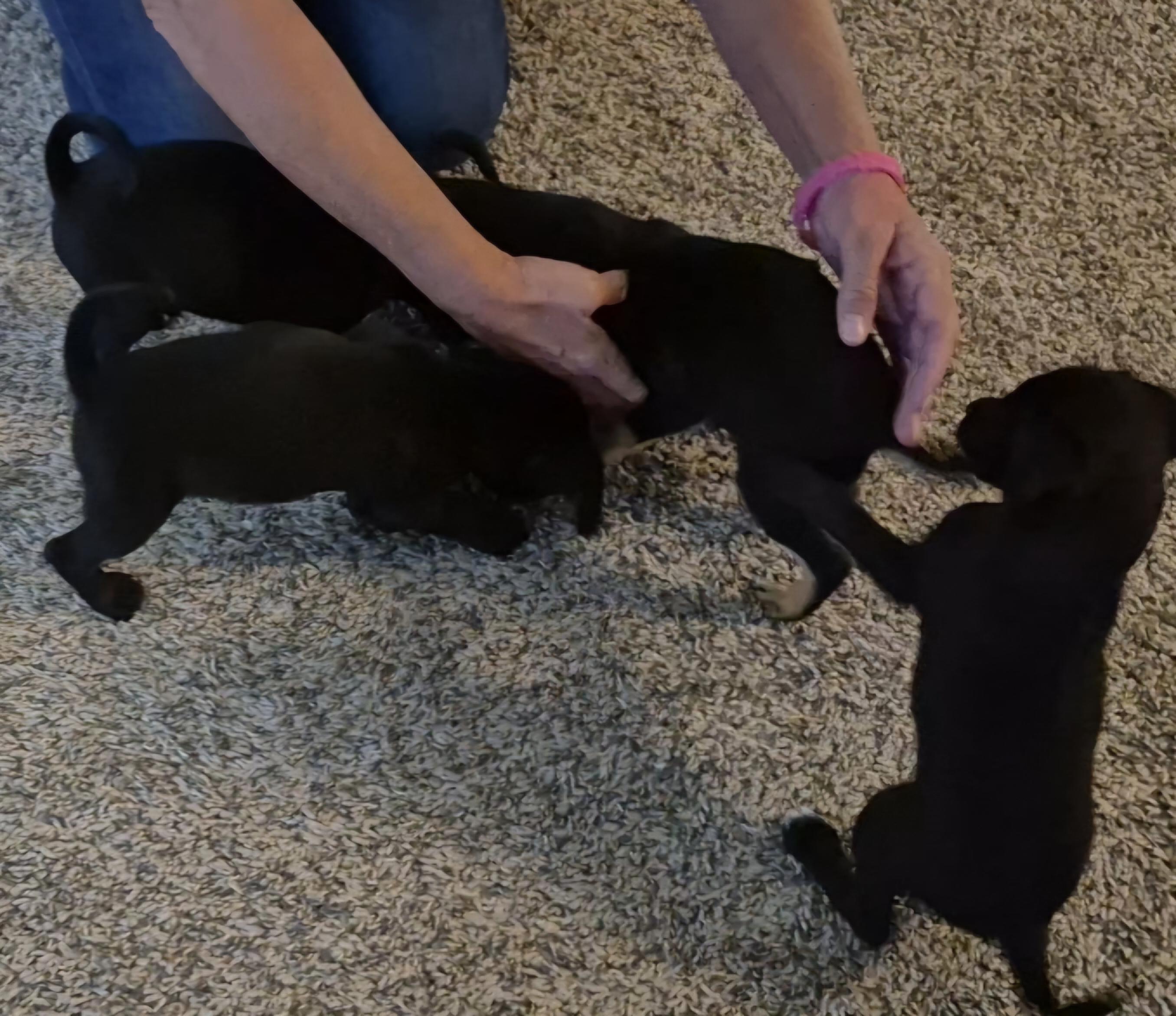 Enlarge FAJITA now NALA, a Adopted mixed breed in Sardinia, OH image 3/6