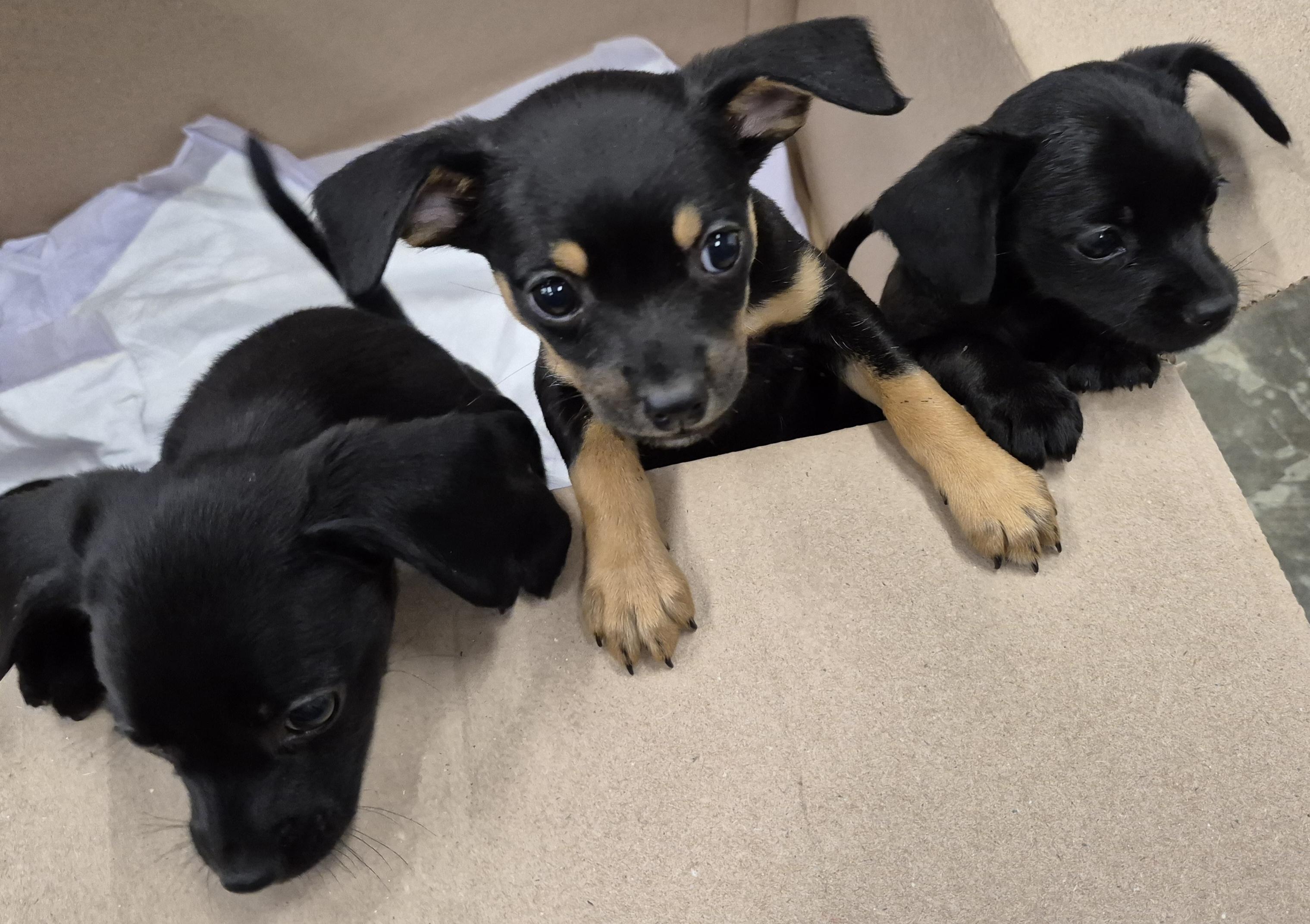 Enlarge FAJITA now NALA, a Adopted mixed breed in Sardinia, OH image 5/6