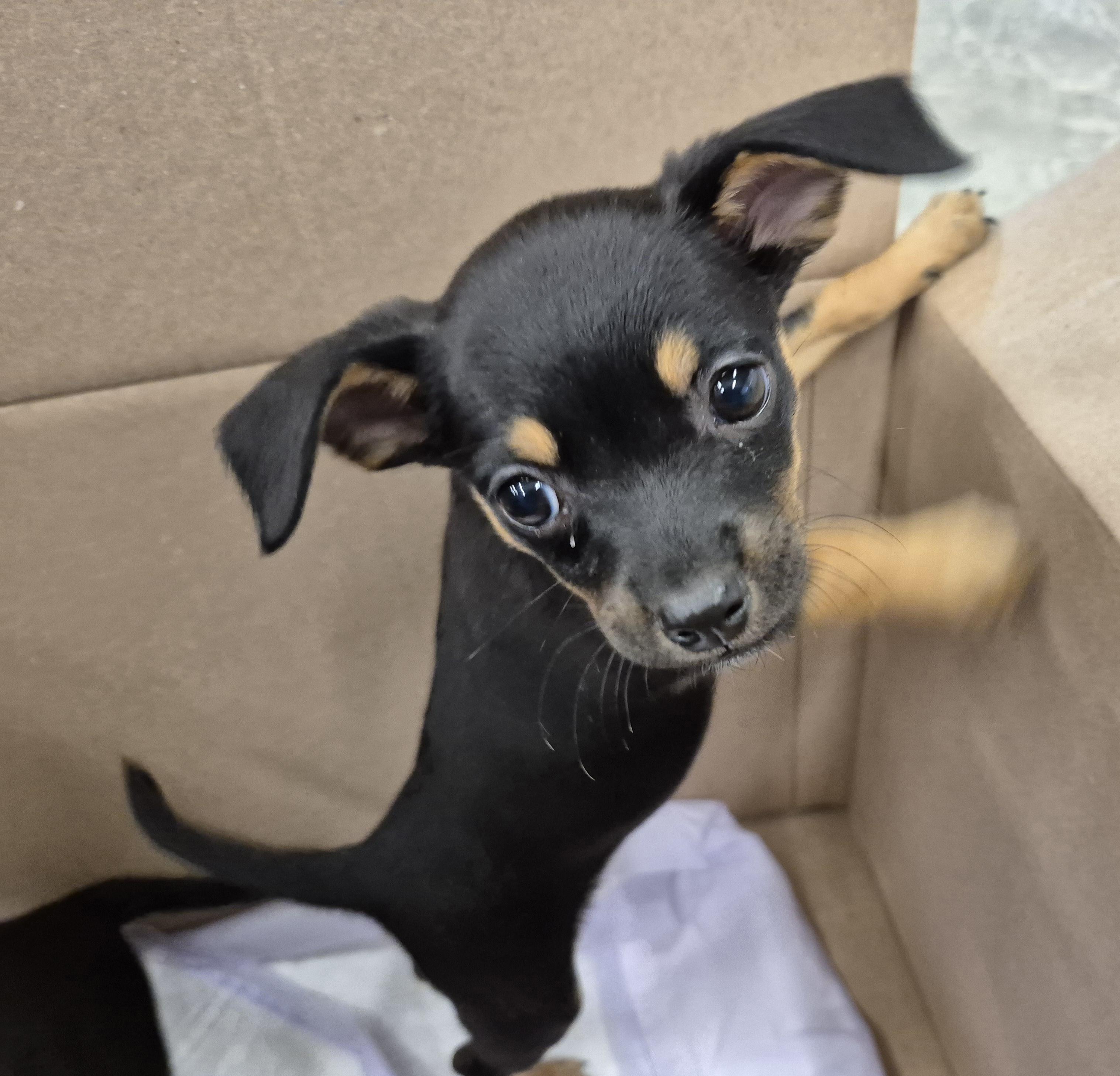 Enlarge FAJITA now NALA, a Adopted mixed breed in Sardinia, OH image 6/6