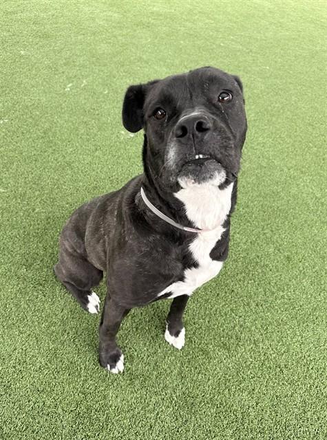 RAYA, Adoptable, Adult Female Cane Corso.