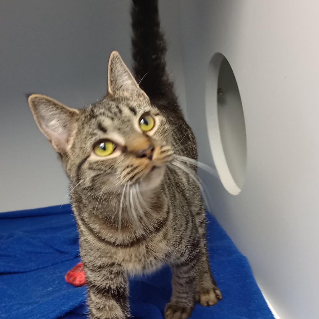 Enlarge Jovie, a Adoptable Domestic Short Hair in Uniontown, PA image 1/2