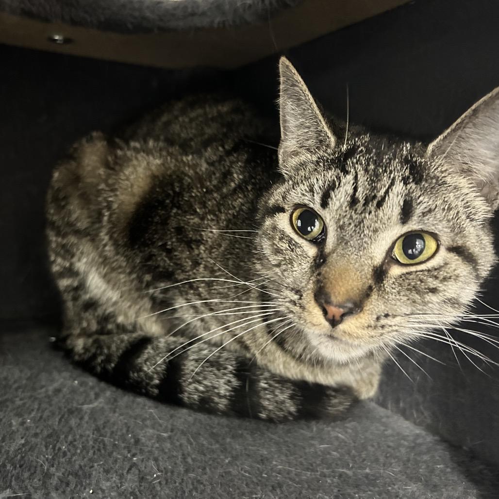 Enlarge Jovie, a Adoptable Domestic Short Hair in Uniontown, PA image 2/2