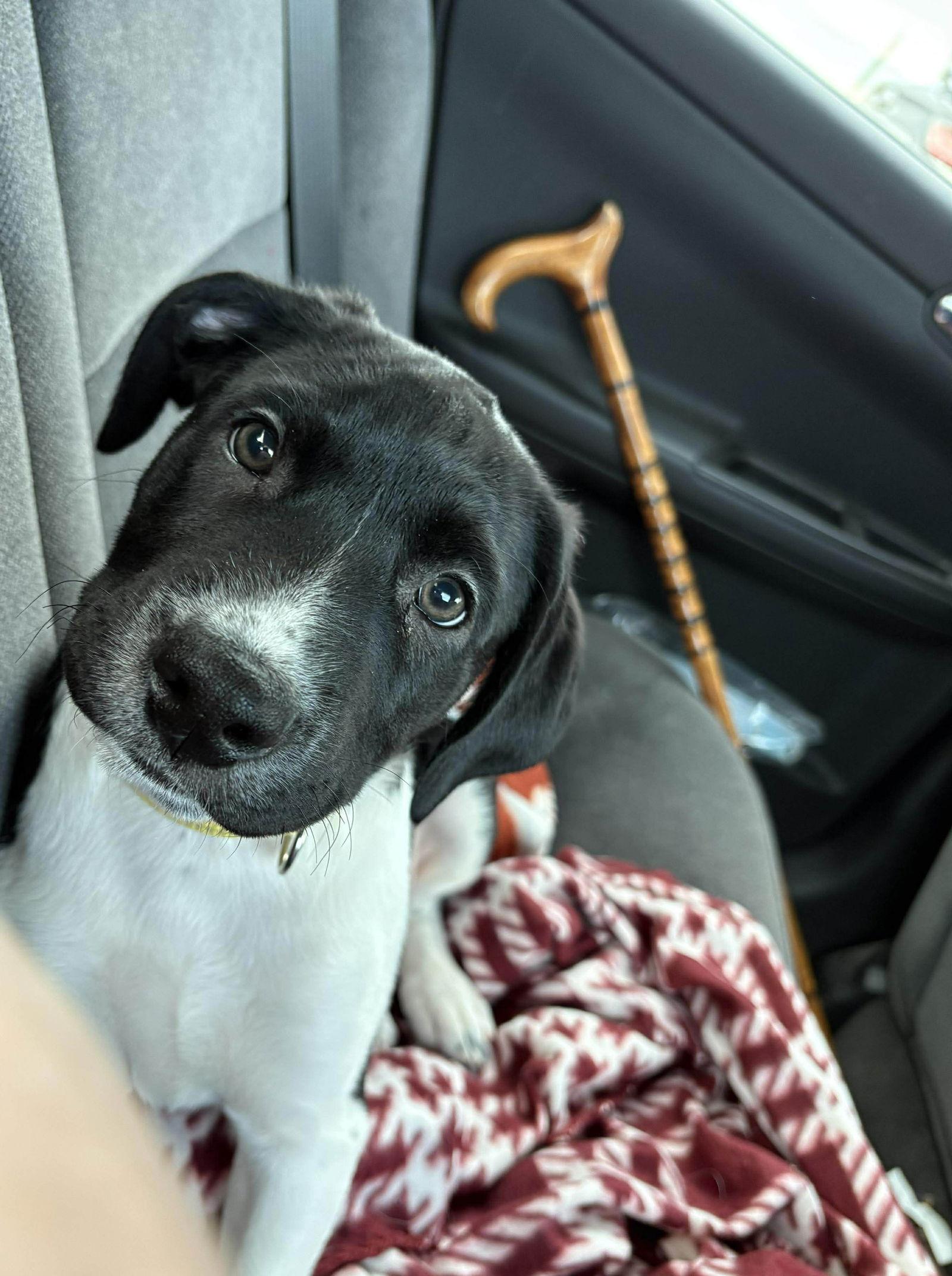 Diego, Adoptable, Puppy Male Labrador Retriever & Australian Shepherd.