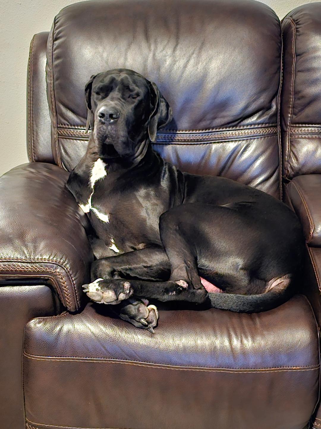 Diesel, an adopted Great Dane in Houston, TX image 1/4