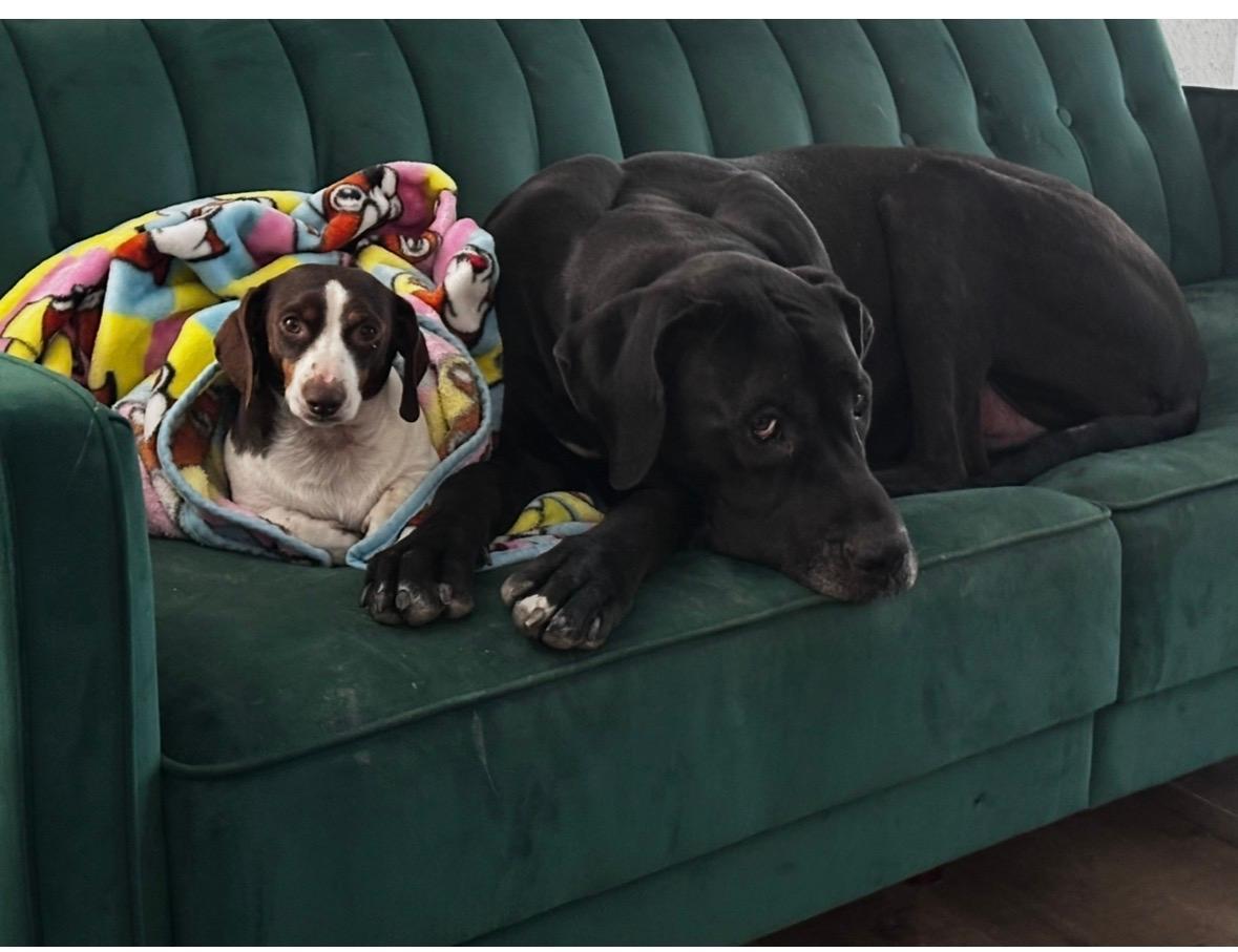 Diesel, an adopted Great Dane in Houston, TX image 2/4