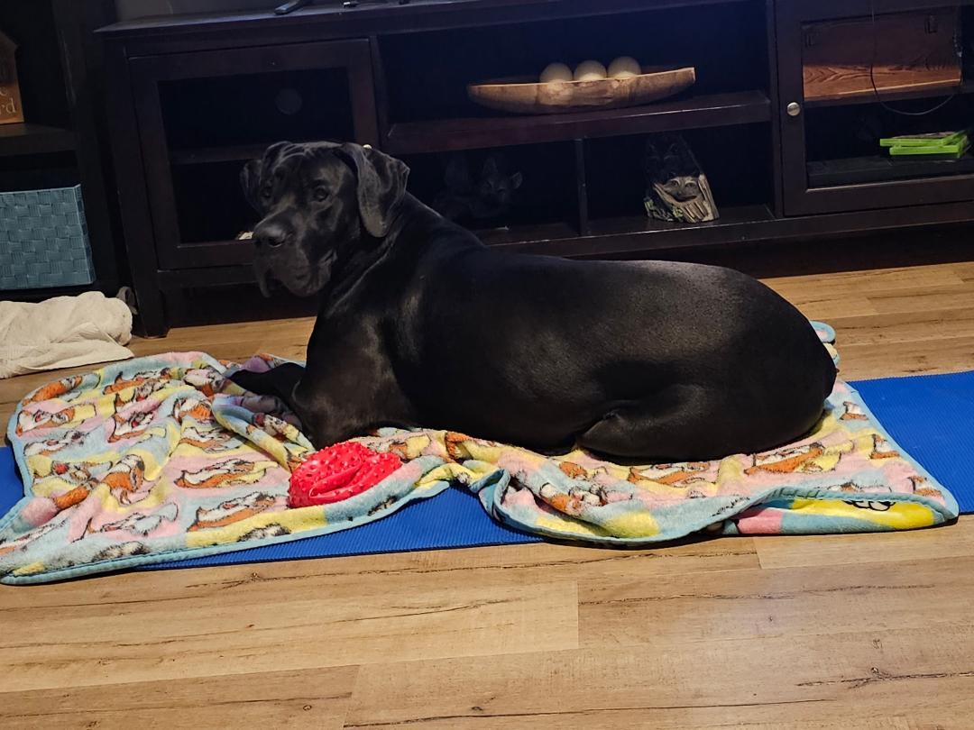 Diesel, an adopted Great Dane in Houston, TX image 3/4