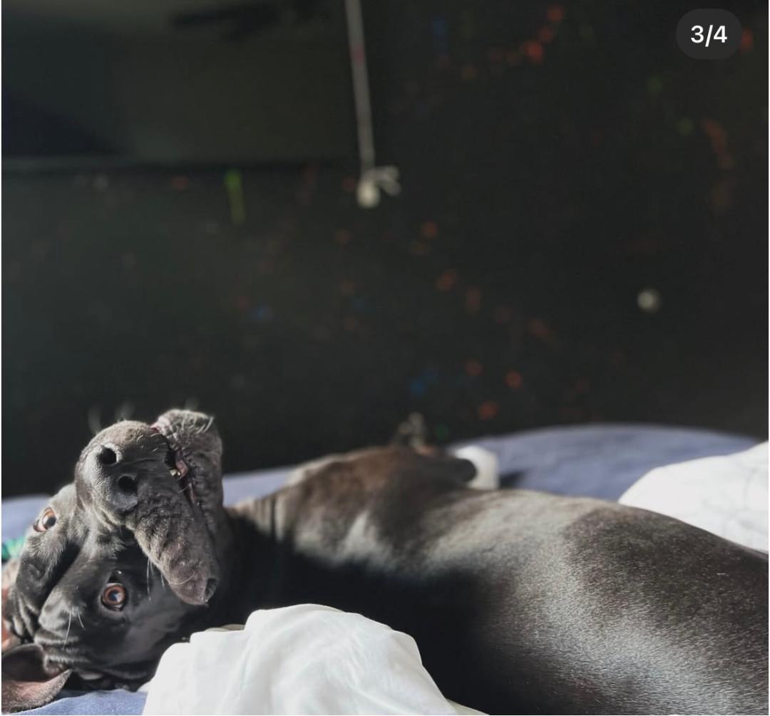 Diesel, an adopted Great Dane in Houston, TX image 4/4