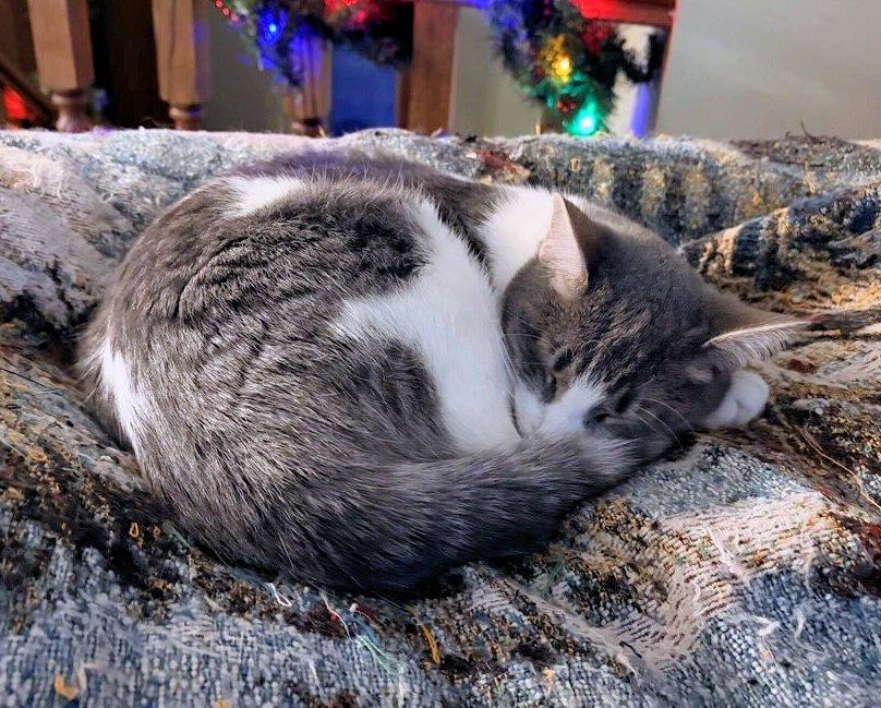 Charlotte and Sterling - kittens, a Adoptable Domestic Short Hair in White Bear Lake, MN image 1/5