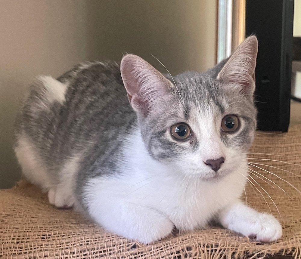 Charlotte and Sterling - kittens, a Adoptable Domestic Short Hair in White Bear Lake, MN image 5/5