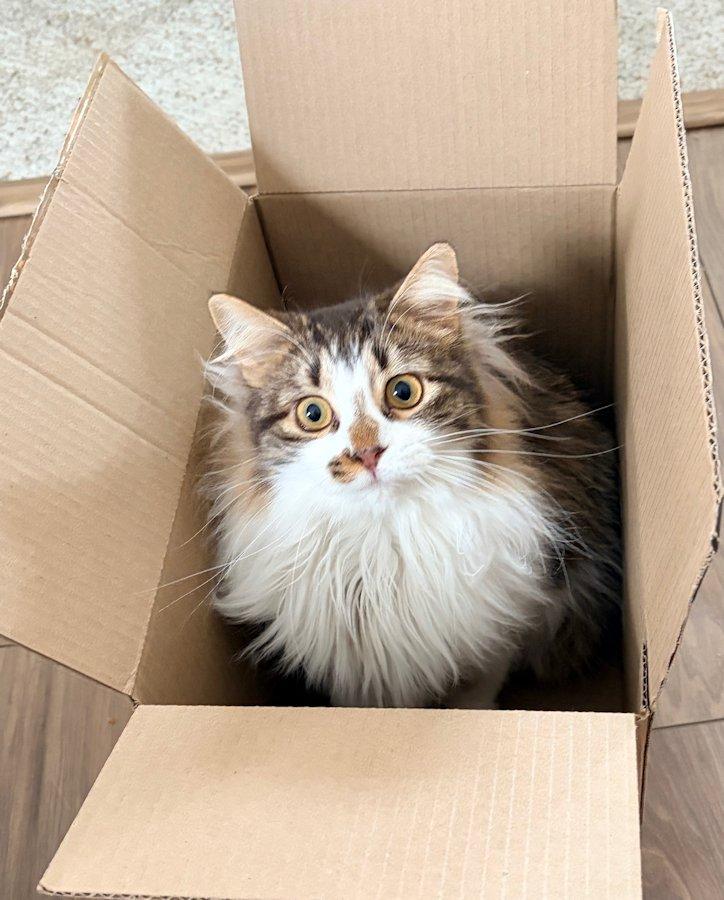 Charlotte and Sterling, a Adoptable Domestic Short Hair in White Bear Lake, MN image 3/5