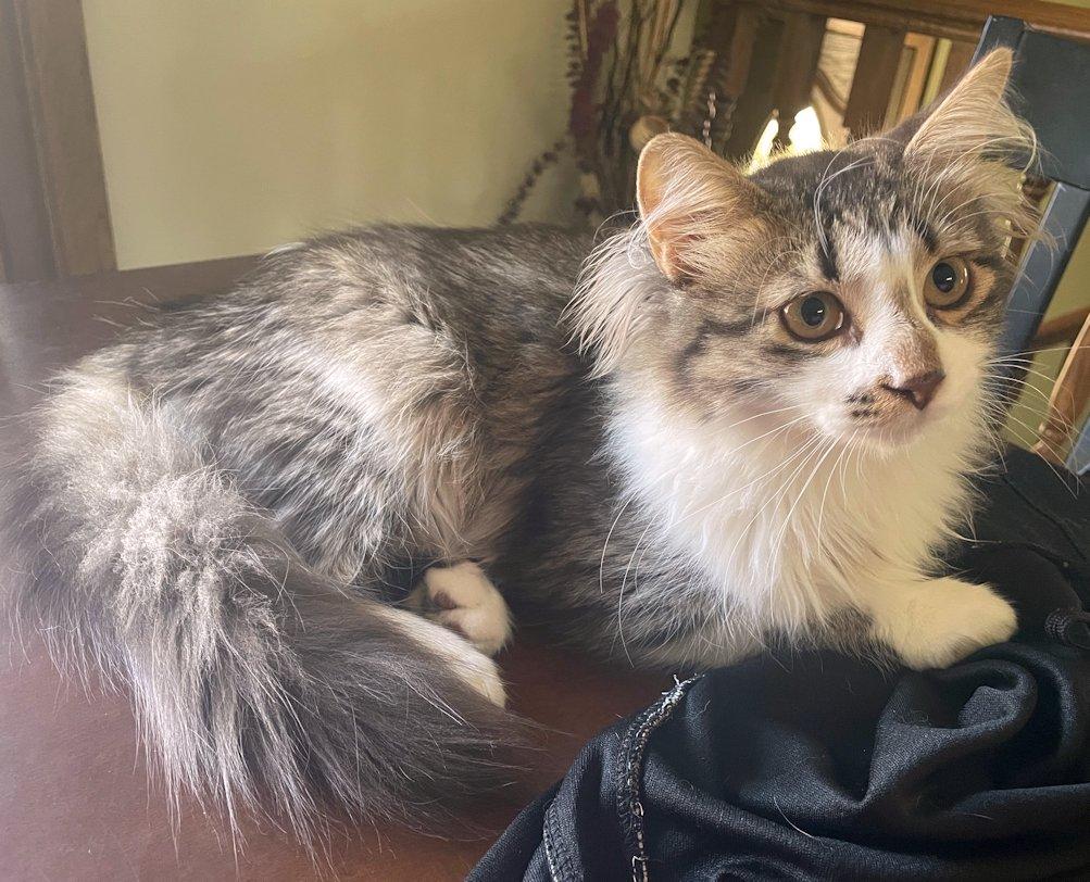 Charlotte and Sterling - kittens, a Adoptable Domestic Short Hair in White Bear Lake, MN image 4/5