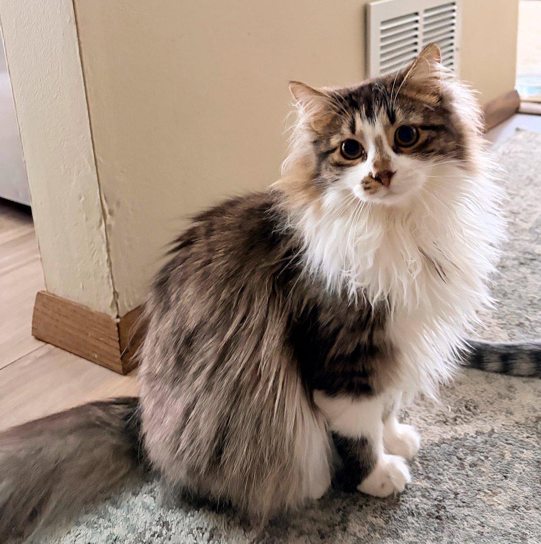 Charlotte and Sterling - kittens, a Adoptable Domestic Short Hair in White Bear Lake, MN image 3/5