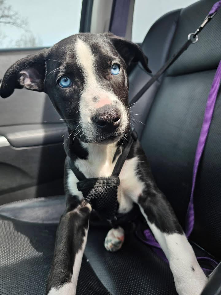 Bluebell, Adoptable, Puppy Female Pit Bull Terrier & German Shepherd Dog.