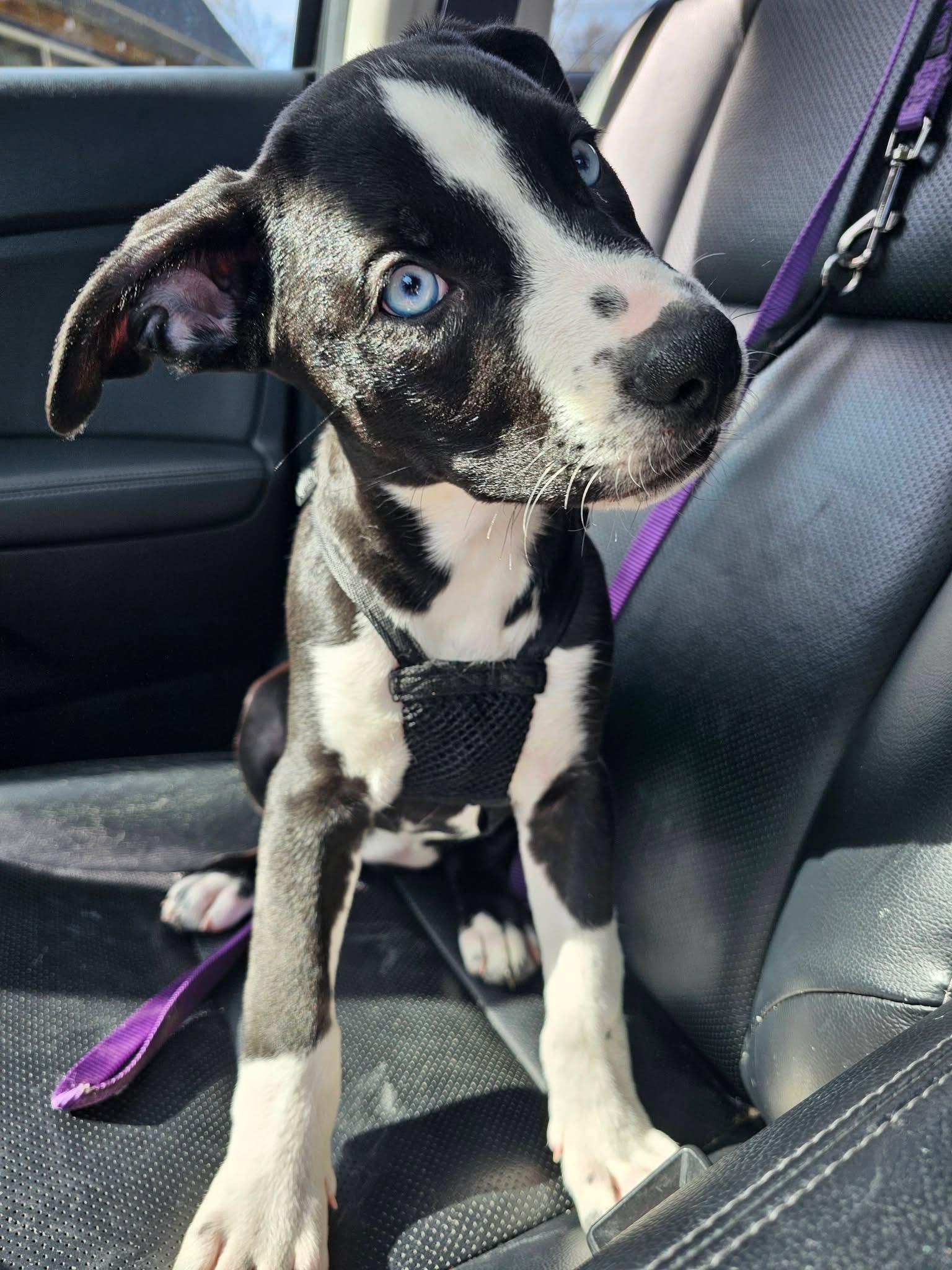 Enlarge Bluebell, a Adoptable mixed breed in Crystal Lake, IL image 5/6