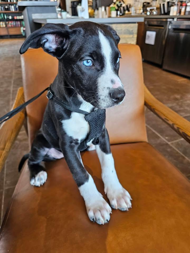 Enlarge Bluebell, a Adoptable mixed breed in Crystal Lake, IL image 2/6