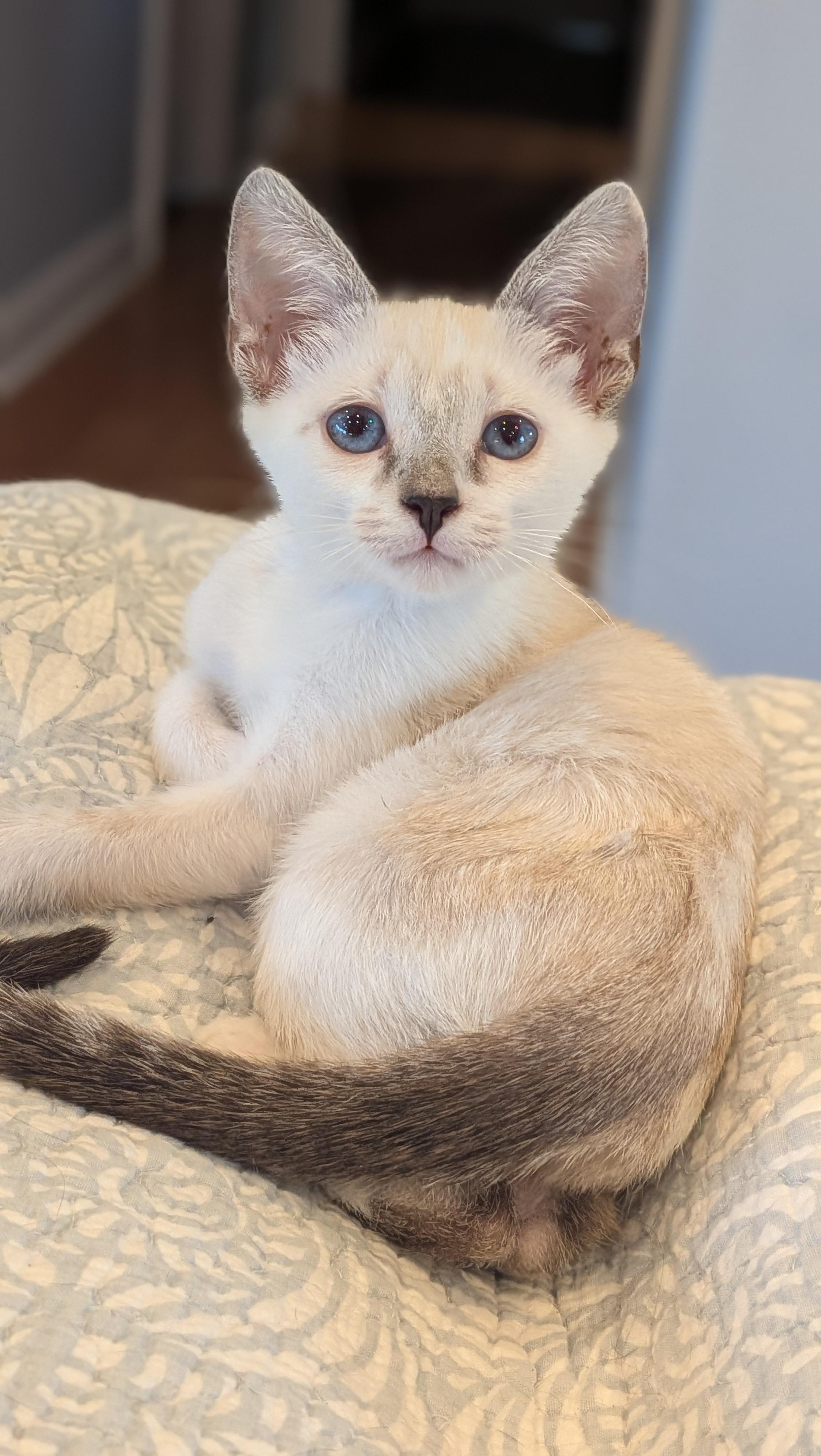 Enlarge Mayfair, a Adoption Pending mixed breed in Wilmington, NC image 1/6