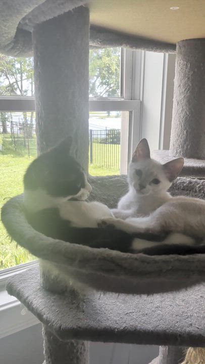 Enlarge Mayfair, a Adoption Pending mixed breed in Wilmington, NC video 3/6