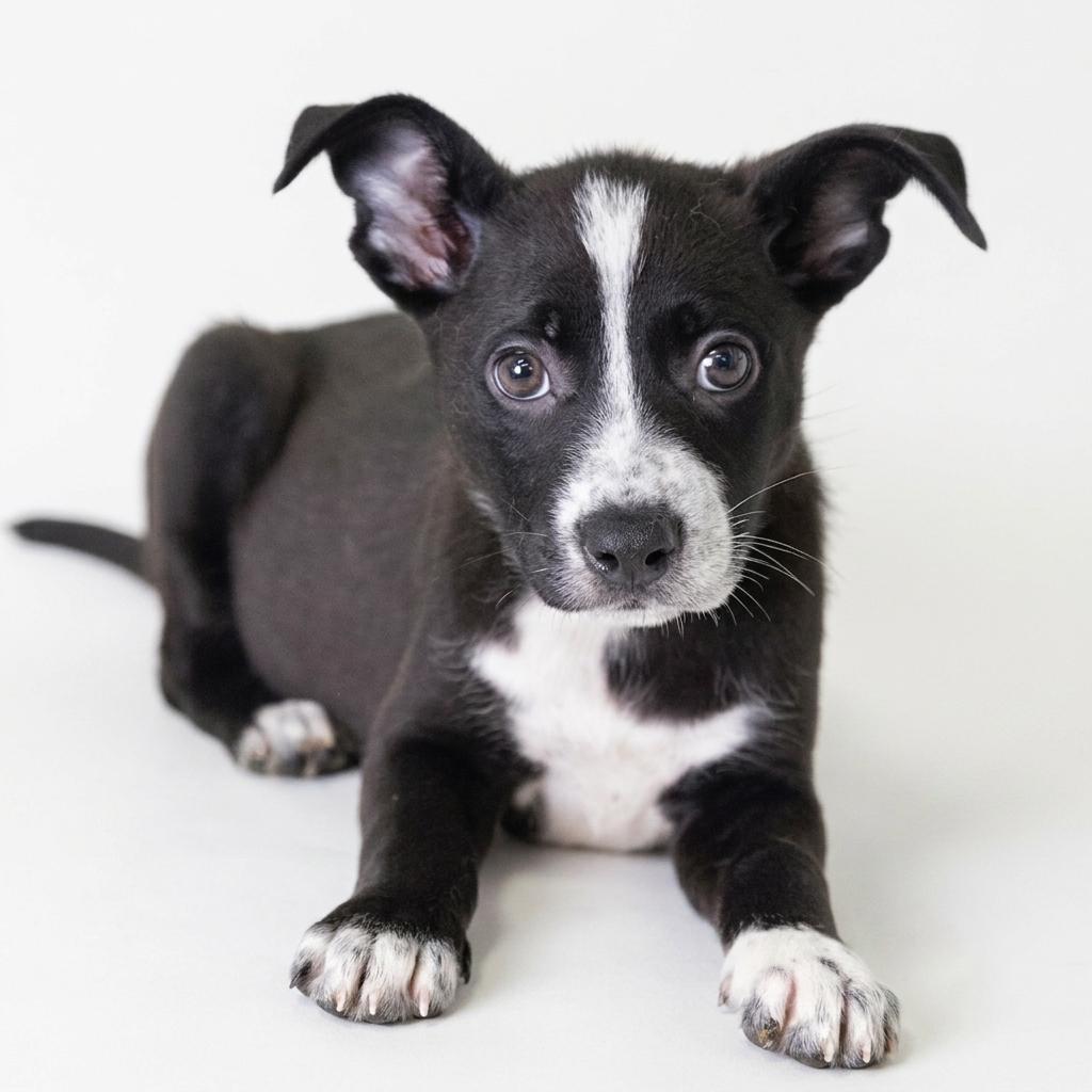 Paris, adopted, Puppy Female Border Collie.