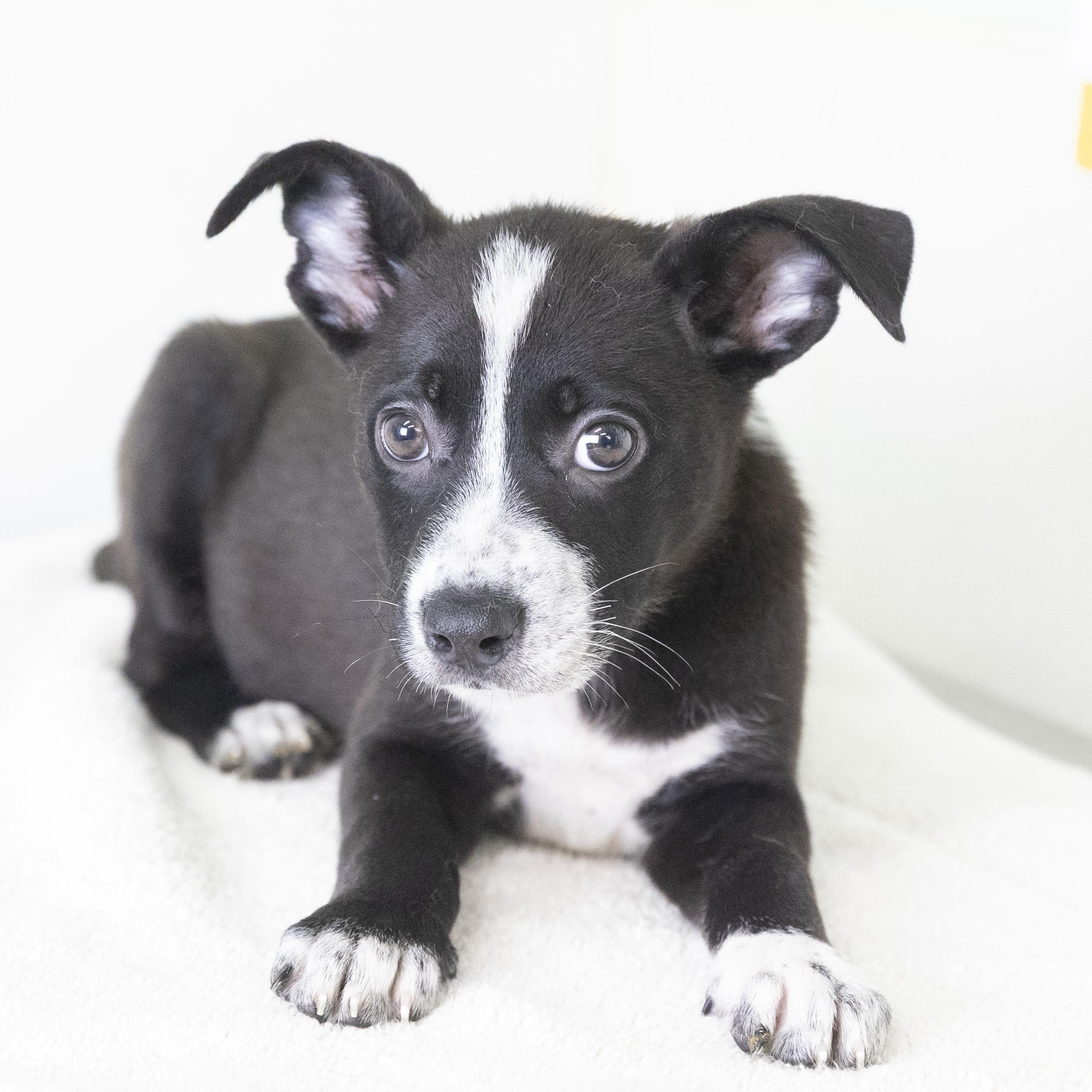Paris, an adopted mixed breed in Bedford, IN image 2/3