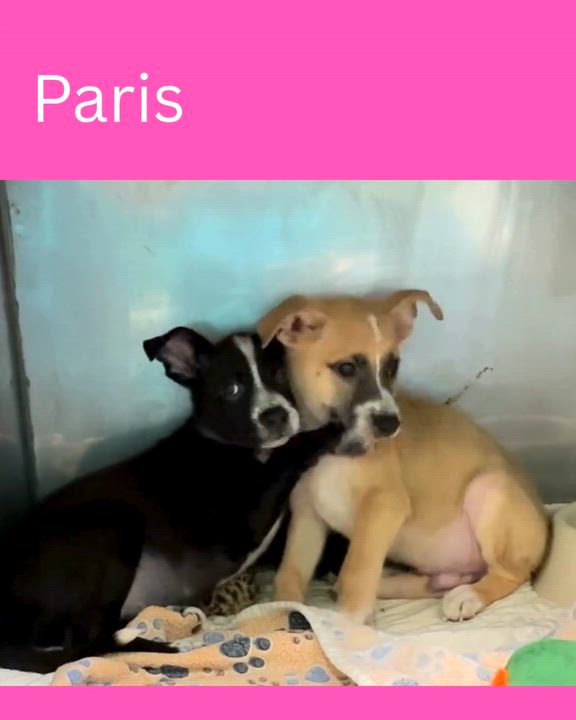Enlarge Paris, an adopted mixed breed in Bedford, IN video 3/3