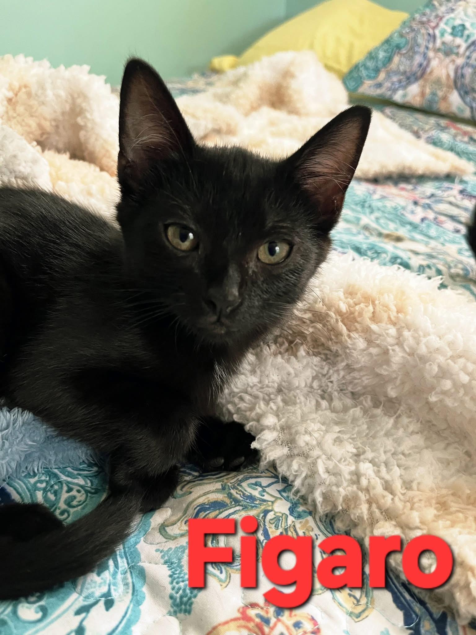 Enlarge Figaro, a Adopted Domestic Short Hair in Parma, OH image 1/1