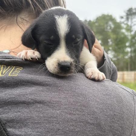 Queen, Adoptable, Puppy Female Labrador Retriever.