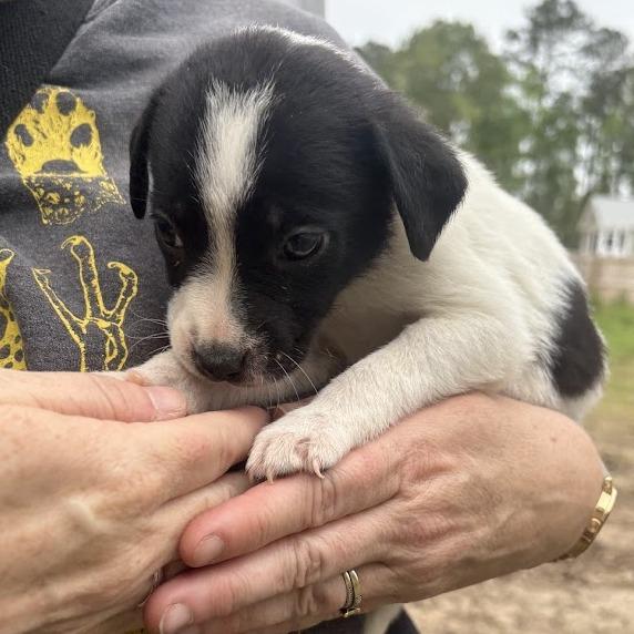 Enlarge Queen, a Adoptable mixed breed in North Charleston, SC image 2/6