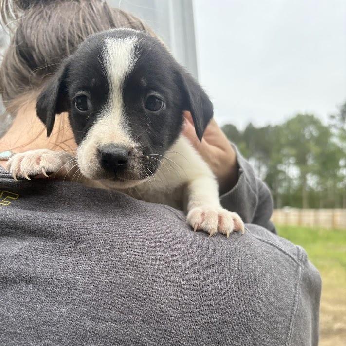 Enlarge Queen, a Adoptable mixed breed in North Charleston, SC image 3/6