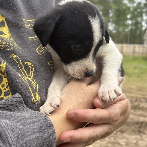 Enlarge Queen, a Adoptable mixed breed in North Charleston, SC image 4/6