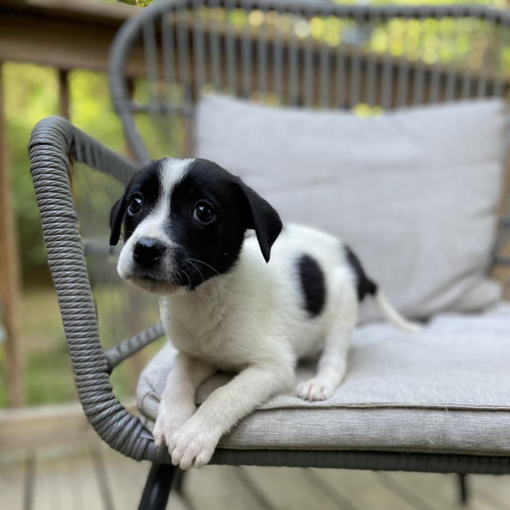 Enlarge Queen, a Adoptable mixed breed in North Charleston, SC image 5/6