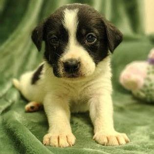 Enlarge Queen, a Adoptable mixed breed in North Charleston, SC image 6/6