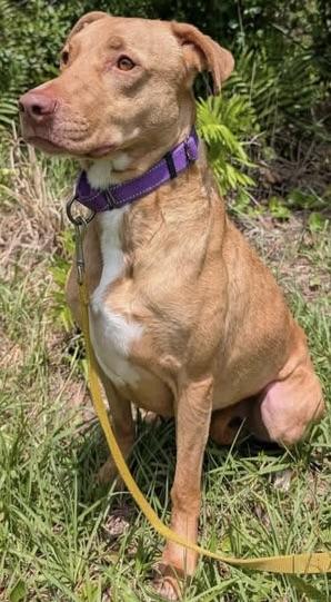Daisy, a ADOPTABLE Ibizan Hound in Palm Coast, FL image 2/6