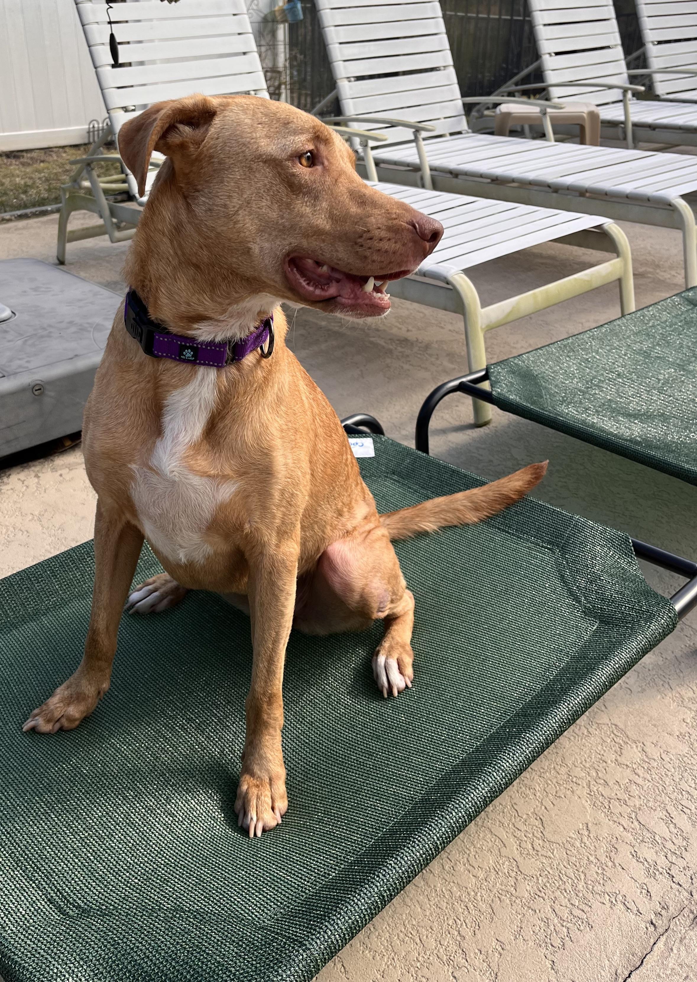 Enlarge Daisy, a ADOPTABLE Ibizan Hound in Dresher, PA image 5/6