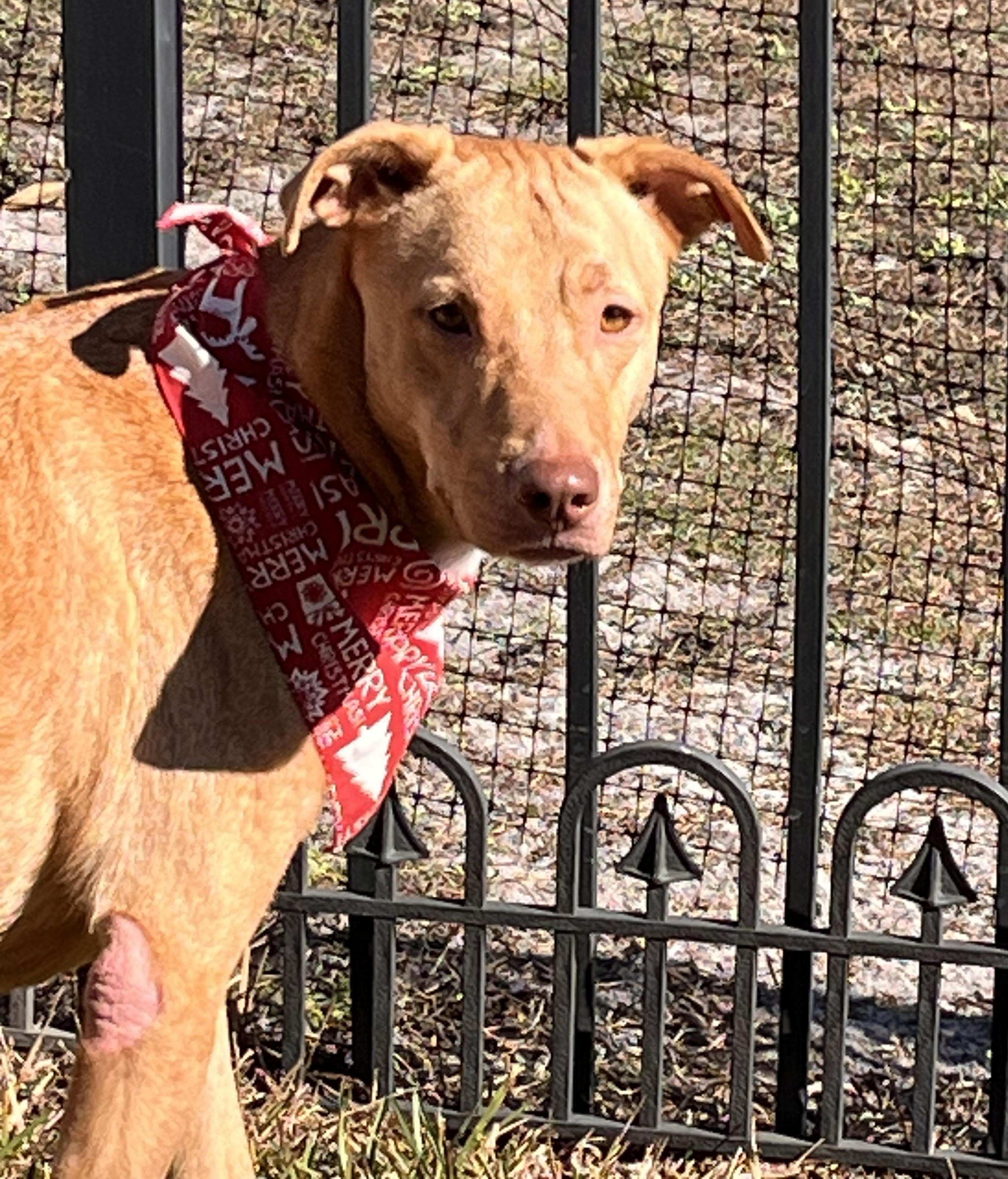 Enlarge Daisy, a ADOPTABLE Ibizan Hound in Dresher, PA image 6/6