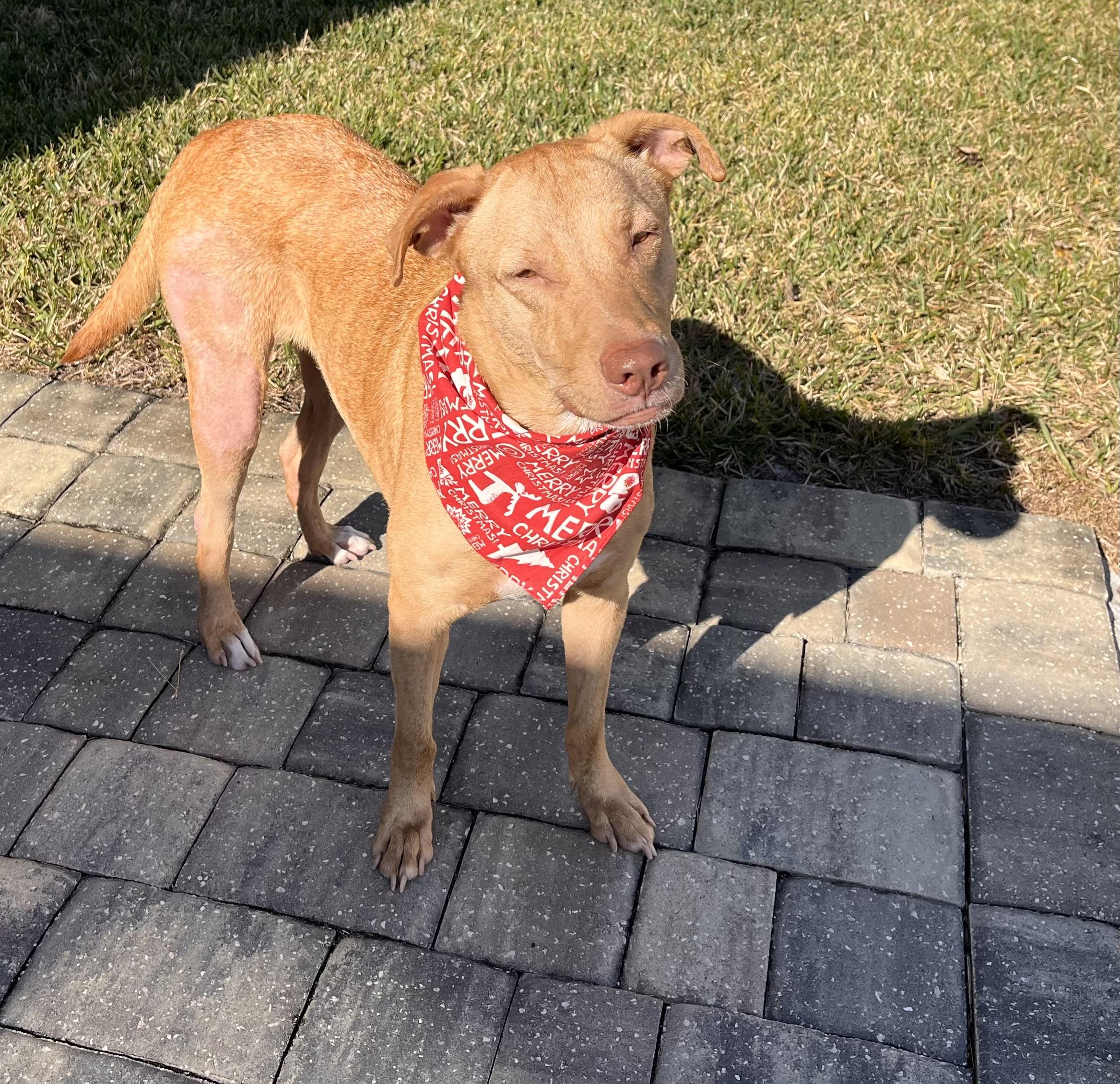 Enlarge Daisy, a ADOPTABLE Ibizan Hound in Dresher, PA image 5/6