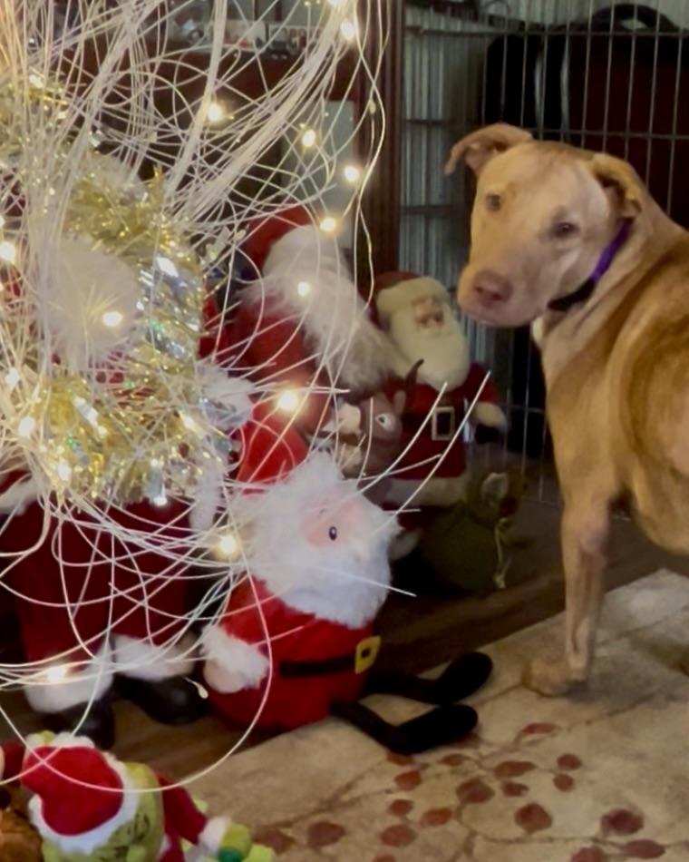 Enlarge Daisy, a ADOPTABLE Ibizan Hound in Dresher, PA image 2/6