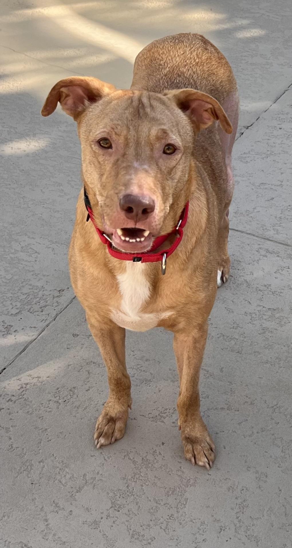 Enlarge Daisy, a ADOPTABLE Ibizan Hound in Dresher, PA image 4/6