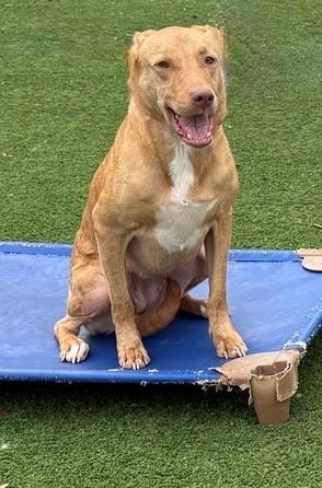 Enlarge Daisy, a ADOPTABLE Ibizan Hound in Palm Coast, FL image 5/6