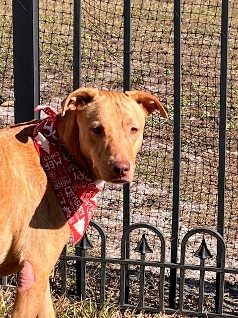 Enlarge Daisy, a ADOPTABLE Ibizan Hound in Palm Coast, FL image 6/6