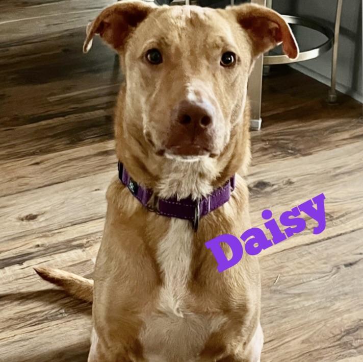 Daisy, ADOPTABLE, Adult Female Ibizan Hound.
