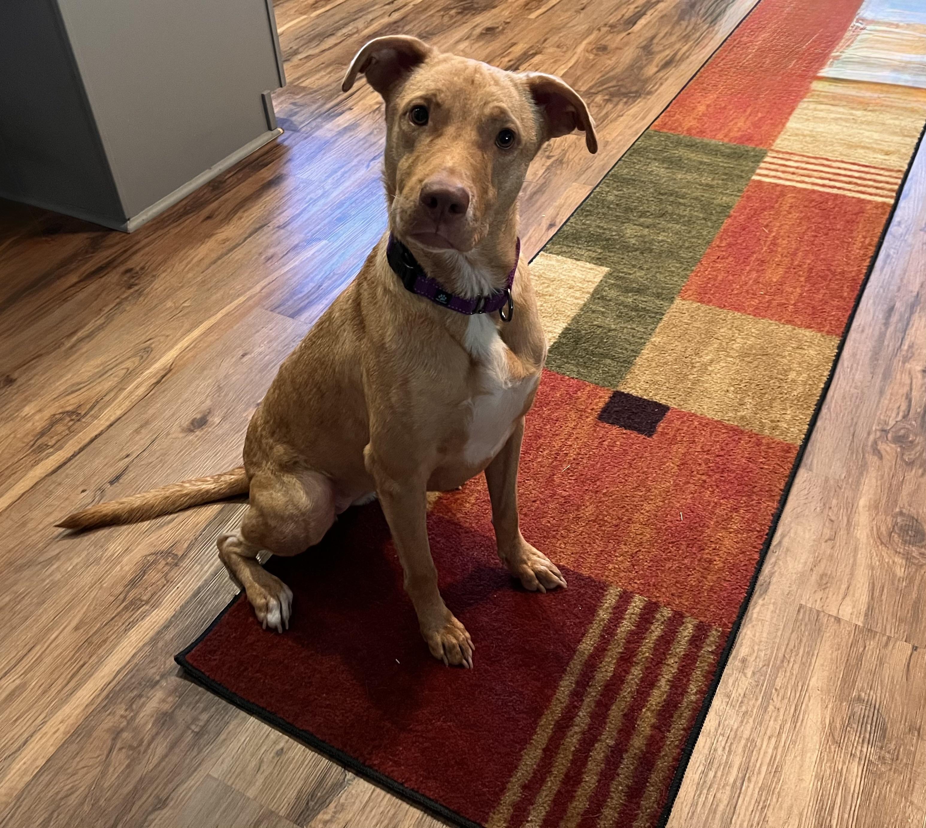 Enlarge Daisy, a ADOPTABLE Labrador Retriever in Jacksonville, FL image 2/6