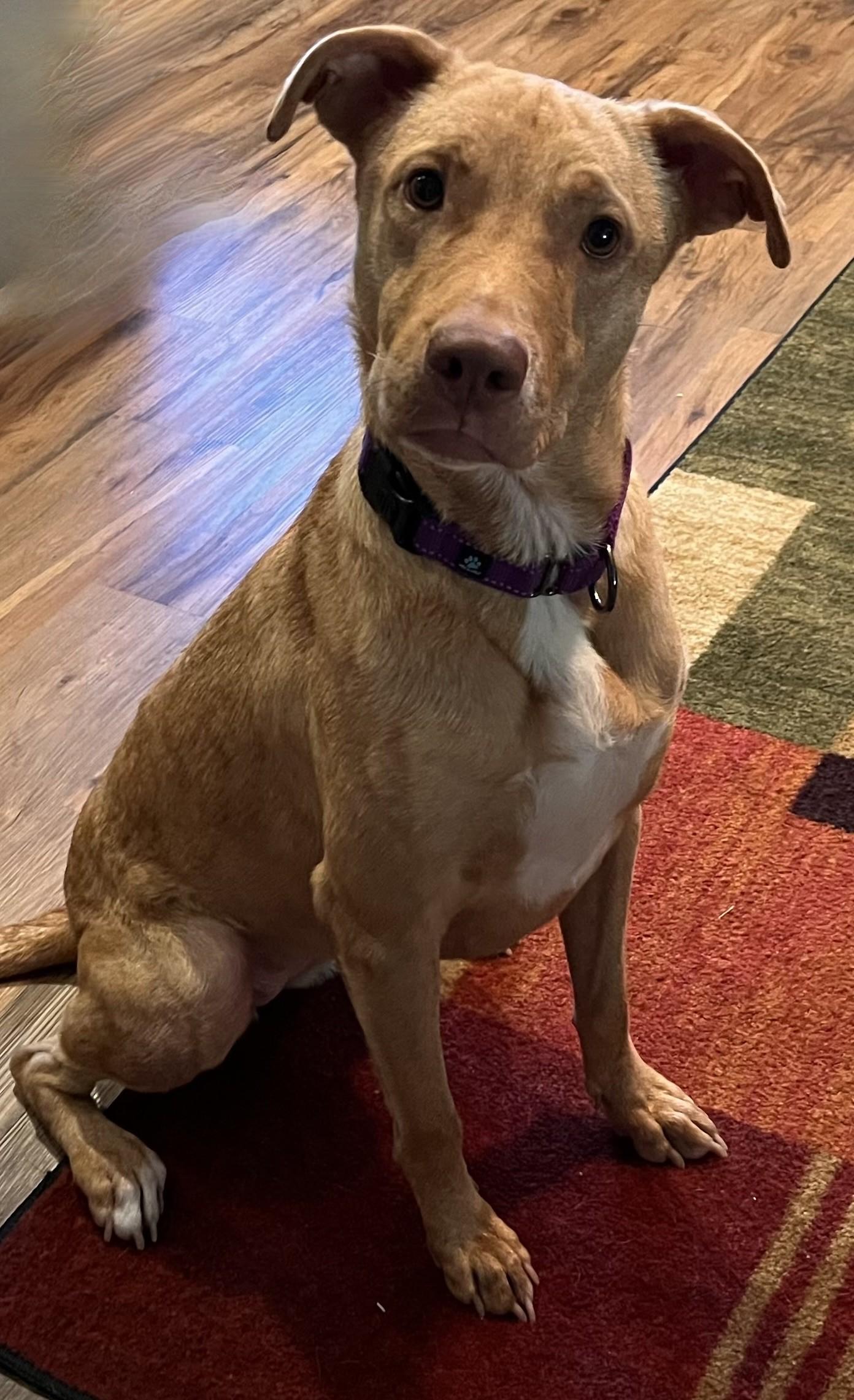 Daisy, a ADOPTABLE Ibizan Hound in Palm Coast, FL image 4/6