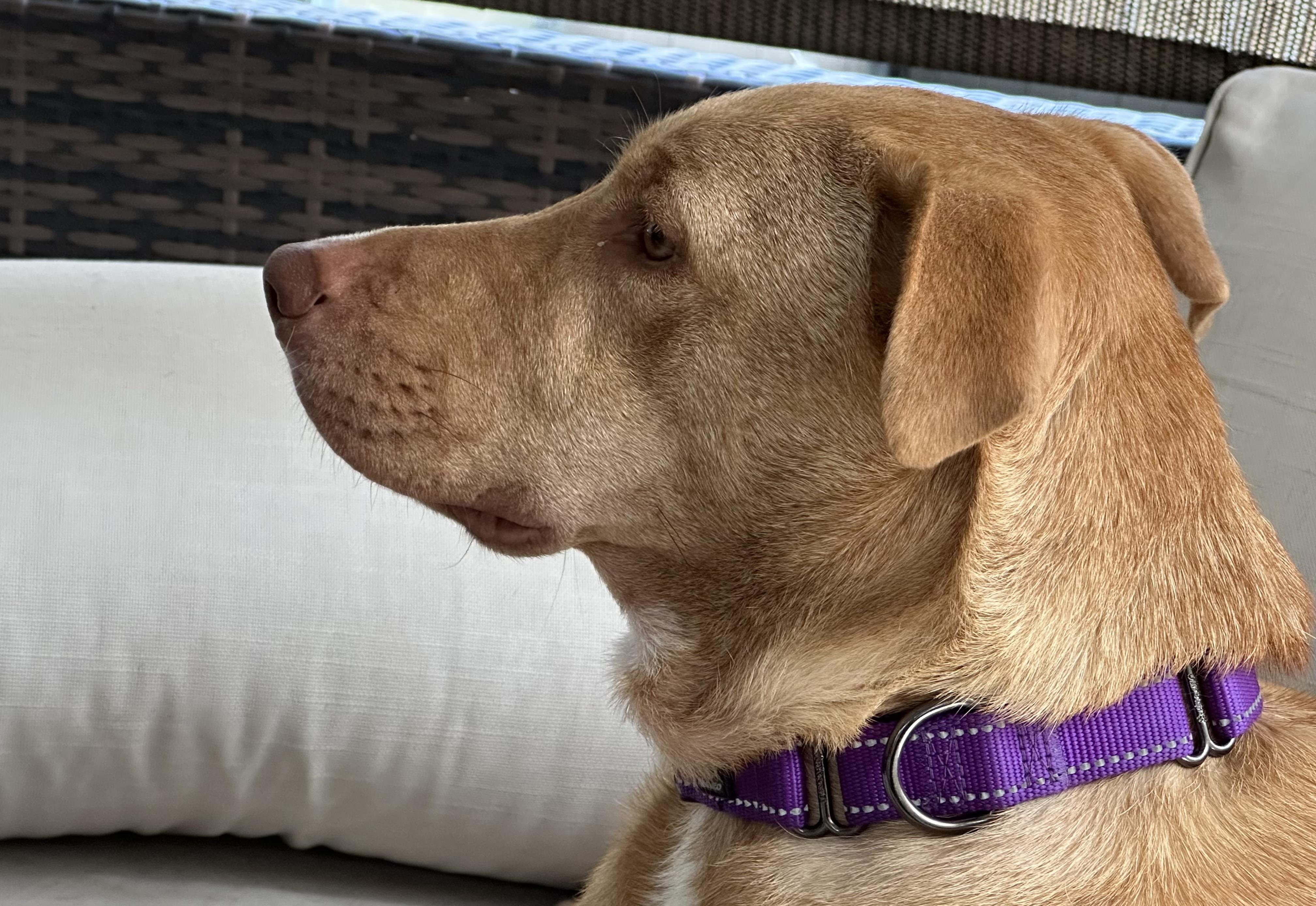 Enlarge Daisy, a ADOPTABLE Labrador Retriever in Jacksonville, FL image 6/6