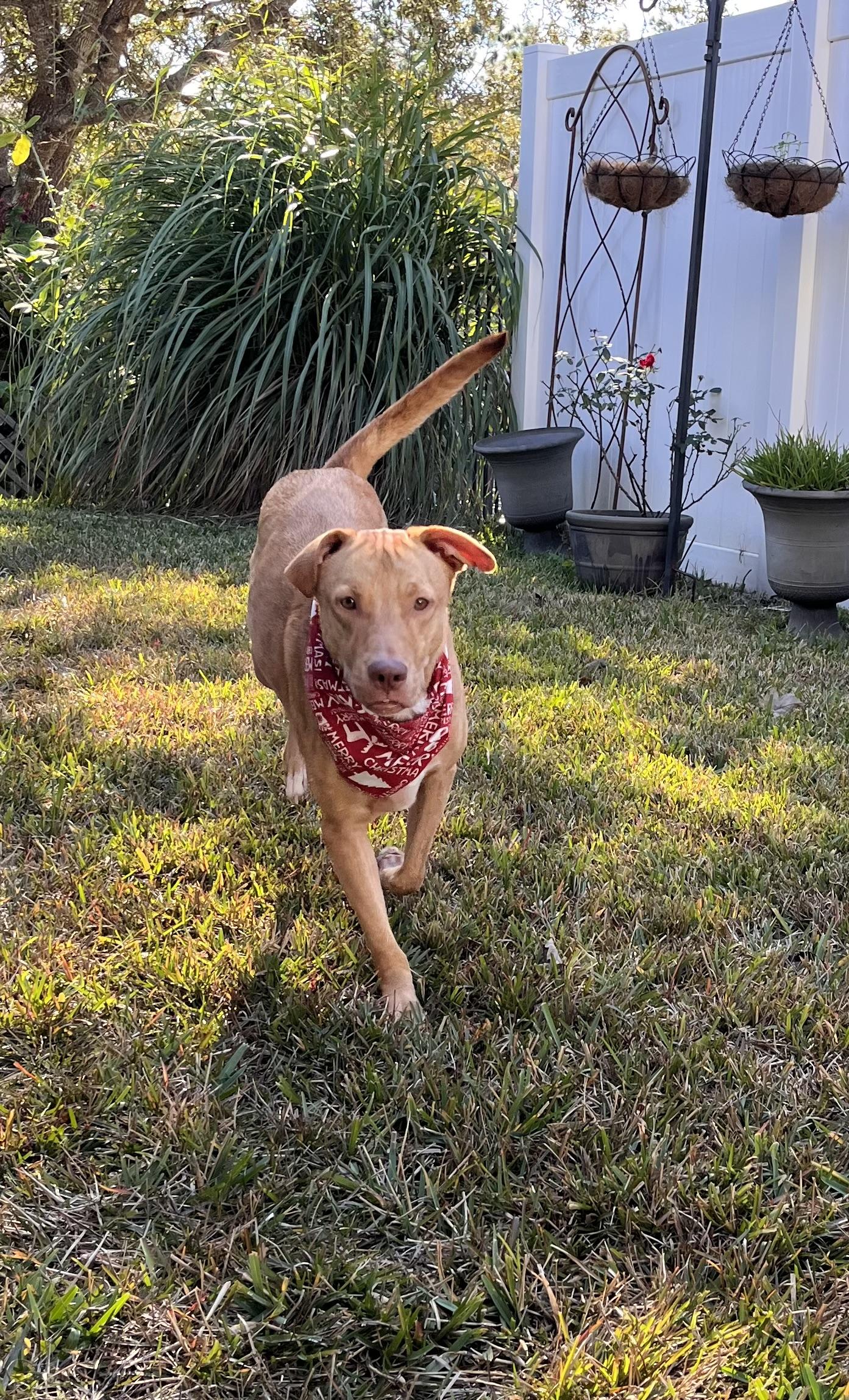 Daisy, ADOPTABLE, Adult Female Ibizan Hound.